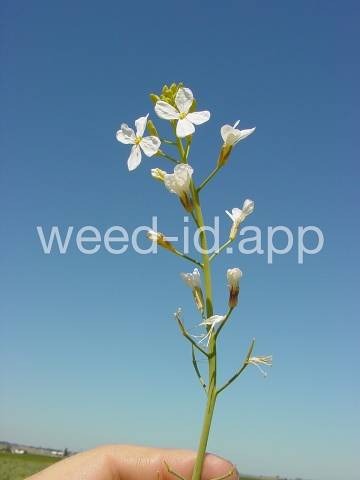 radish